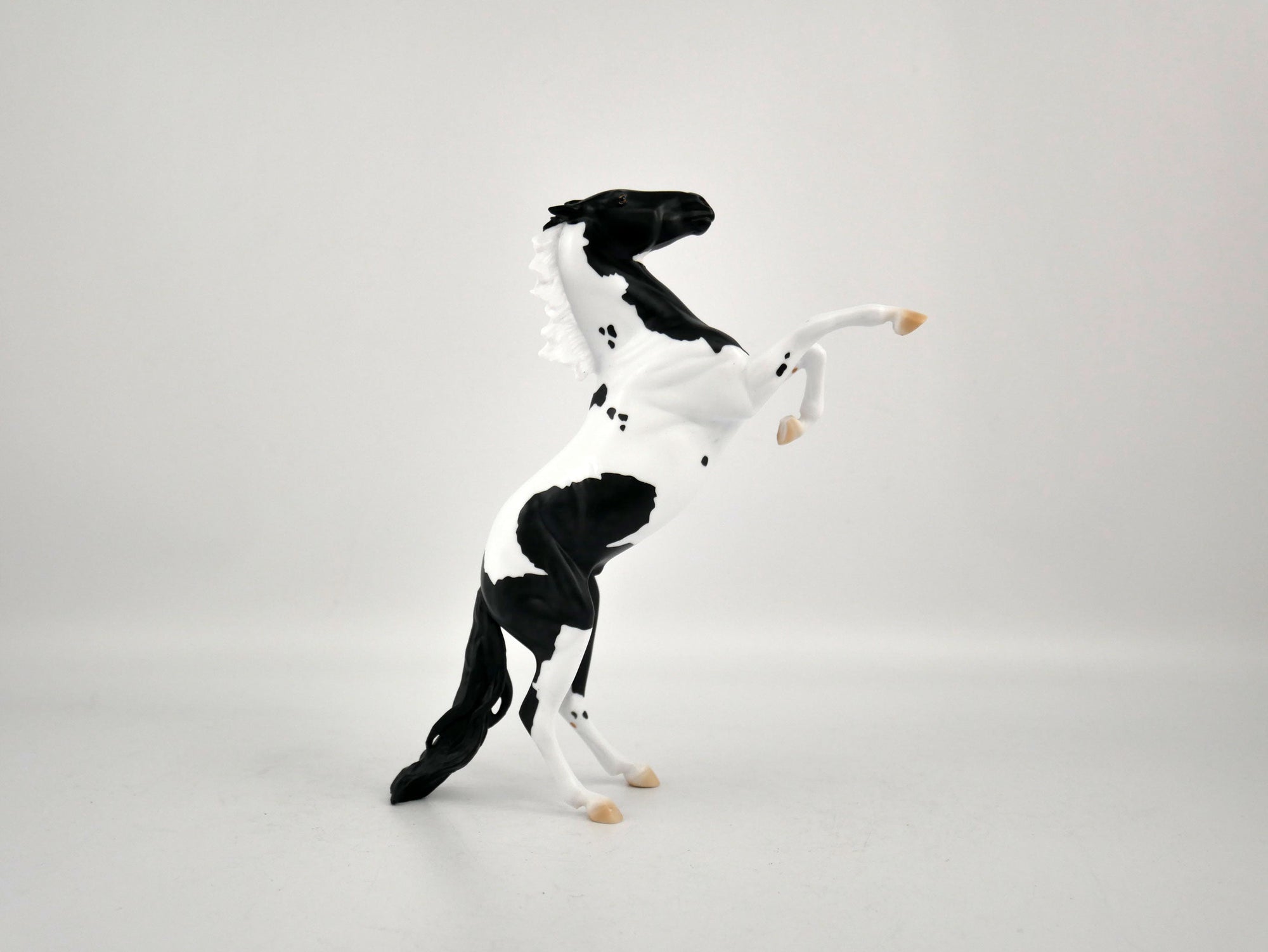 COOKIES AND MILK-OOAK BLACK TOBIANO REARING PEBBLES BY ELLEN ROBBINS 12/09/20