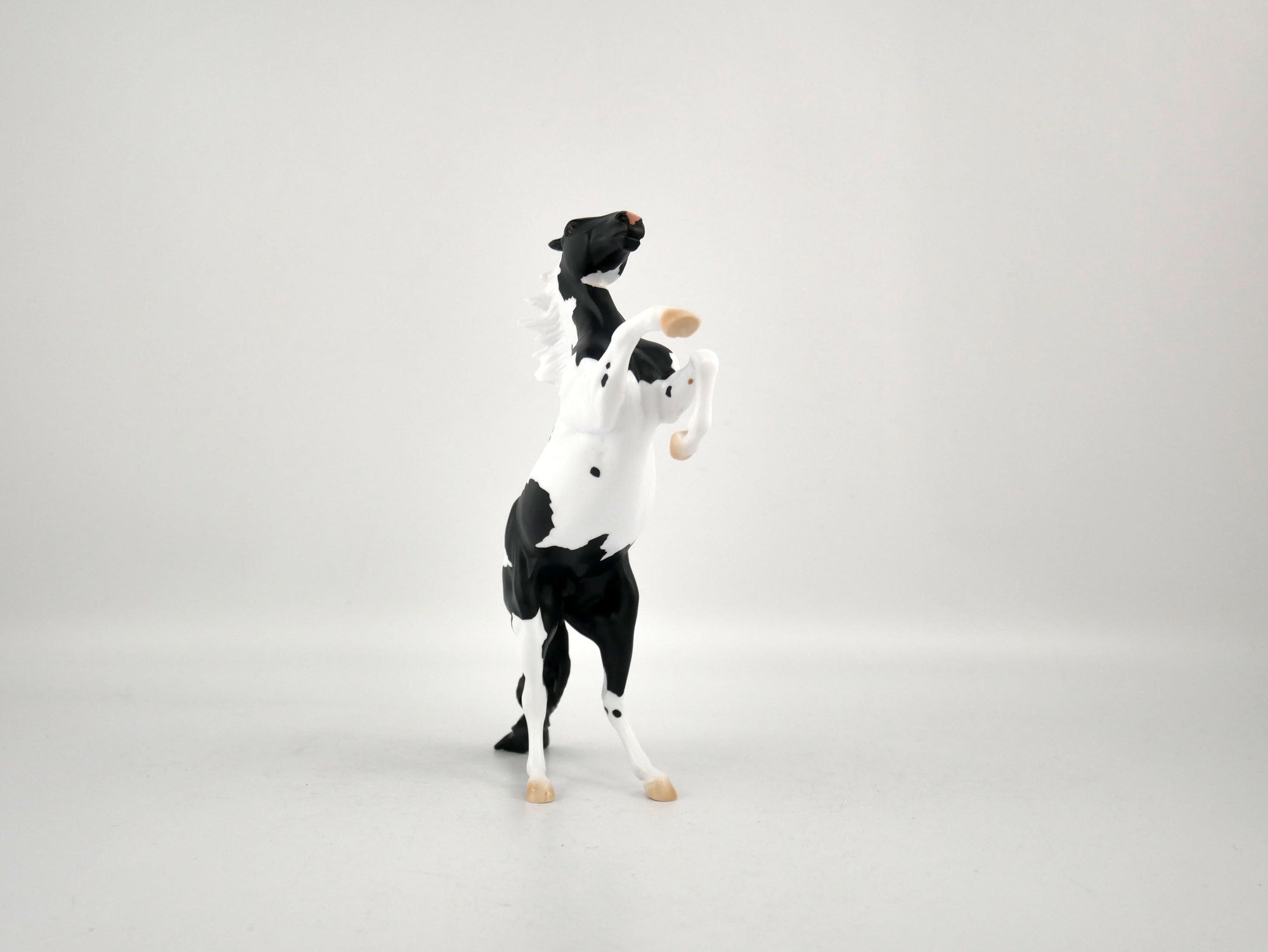 COOKIES AND MILK-OOAK BLACK TOBIANO REARING PEBBLES BY ELLEN ROBBINS 12/09/20