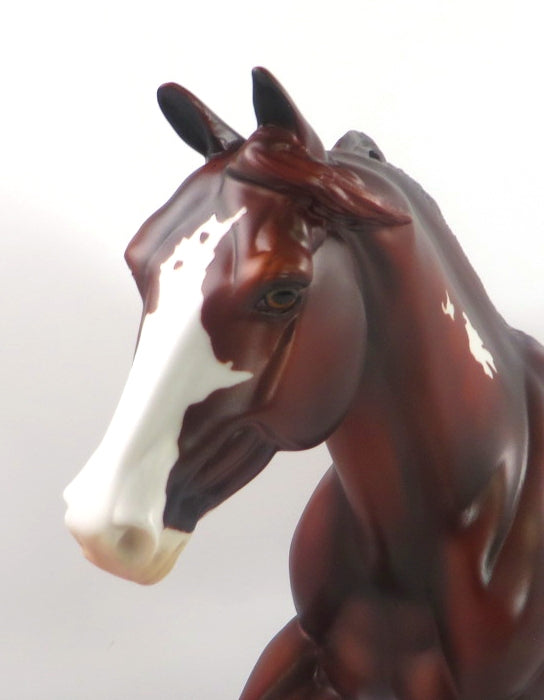 FORTY NINER-LE-5 LIVER CHESTNUT PINTO FOUNDATION QUARTER HORSE SB 20