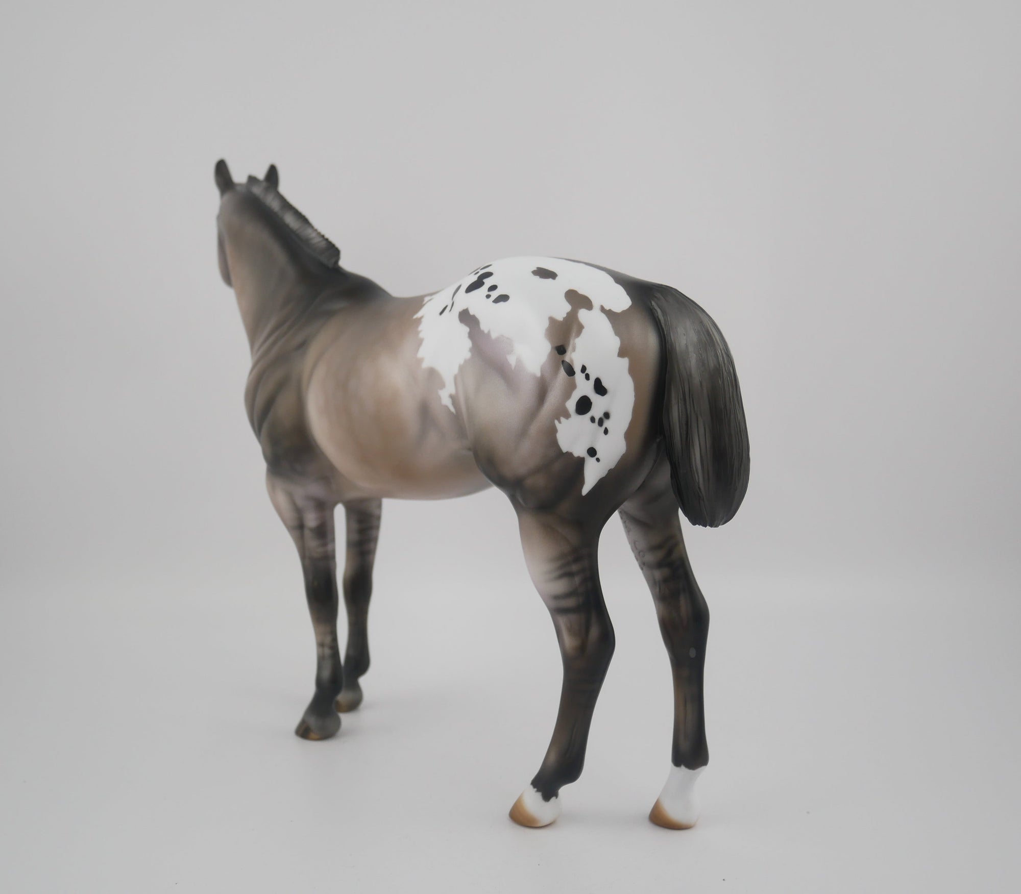 FRIDA-LE-25-GRULLA APPALOOSA FRIDAY DAILY RELEASE BY JULIE KEIM EQ 2020
