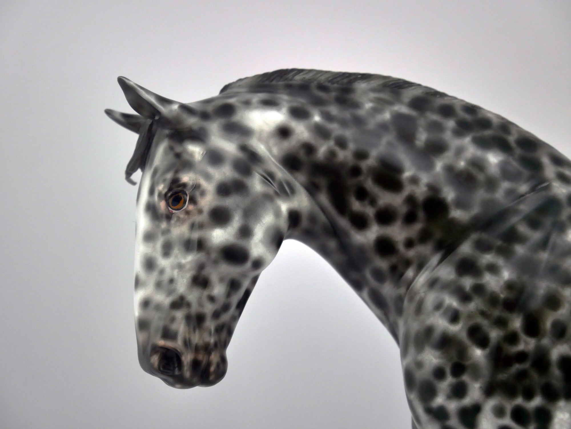 FRESCO-OOAK LOUD APPALOOSA IRISH DRAFT BY SHERYL LEISURE