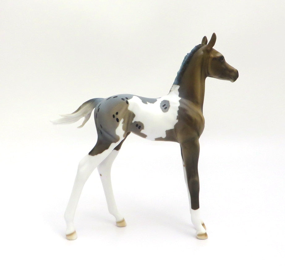 FRESH WATER - LE-12 BLUE ROAN APPY ARABIAN FOAL BY DAWN QUICK EA/MW 2020