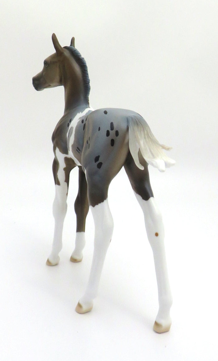 FRESH WATER - LE-12 BLUE ROAN APPY ARABIAN FOAL BY DAWN QUICK EA/MW 2020