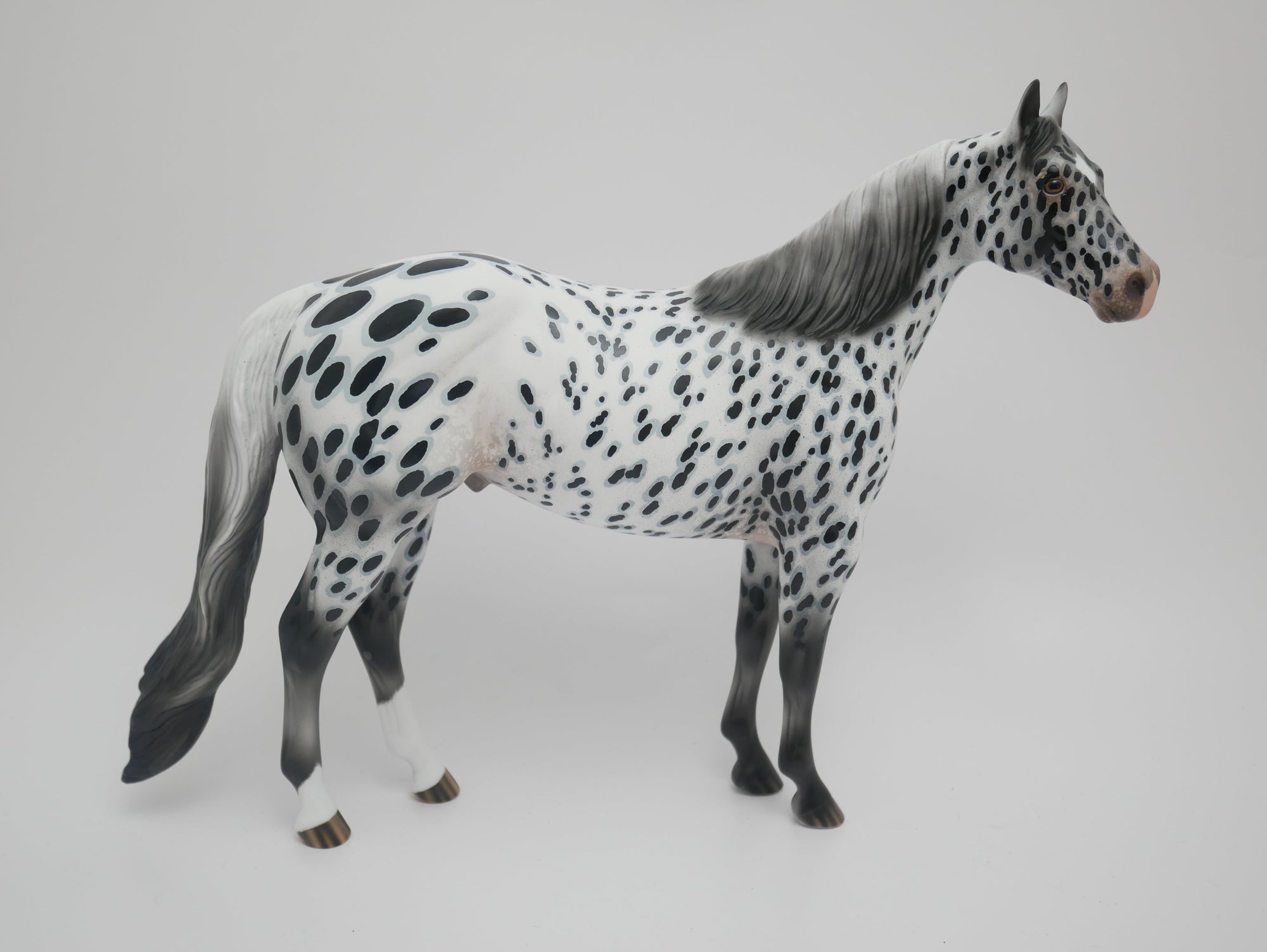 APPALOOSA