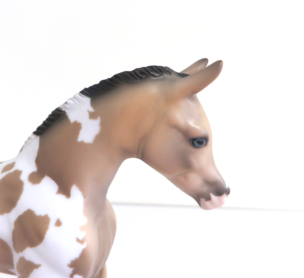 PETAL - LE-5 BUCKSKIN TOBIANO ARABIAN FOAL BY DAWN QUICK 3-12-19