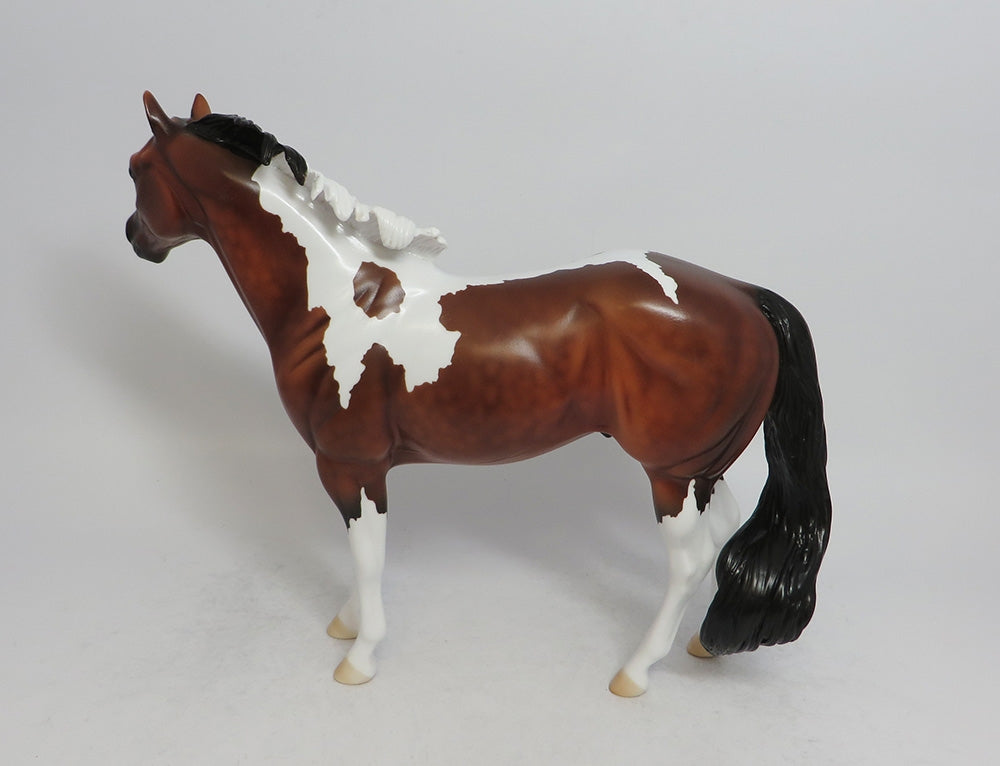 THANOS - LE4 DAPPLE BAY PINTO ISH MODEL HORSE 6/1/18