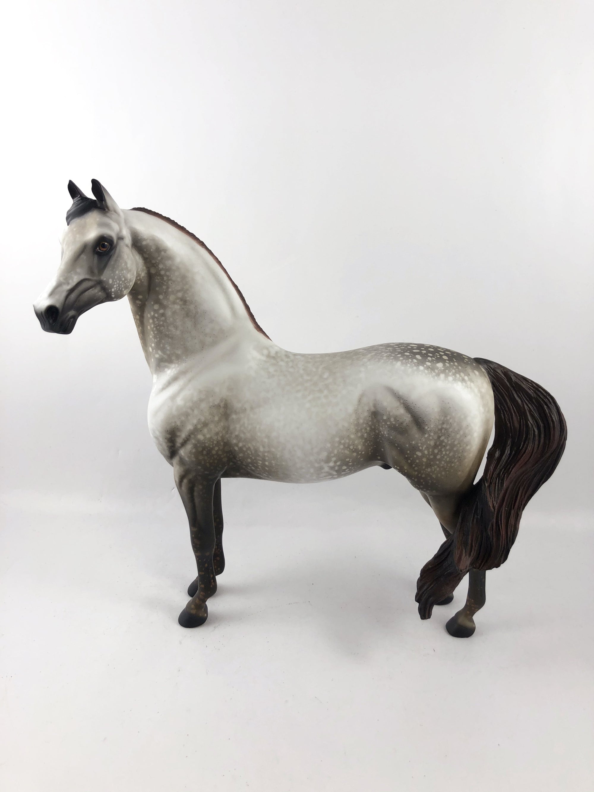 JANUS-OOAK MULBERY DAPPLE GREY CUSTOM MORGAN MODEL HORSE 1/13/20