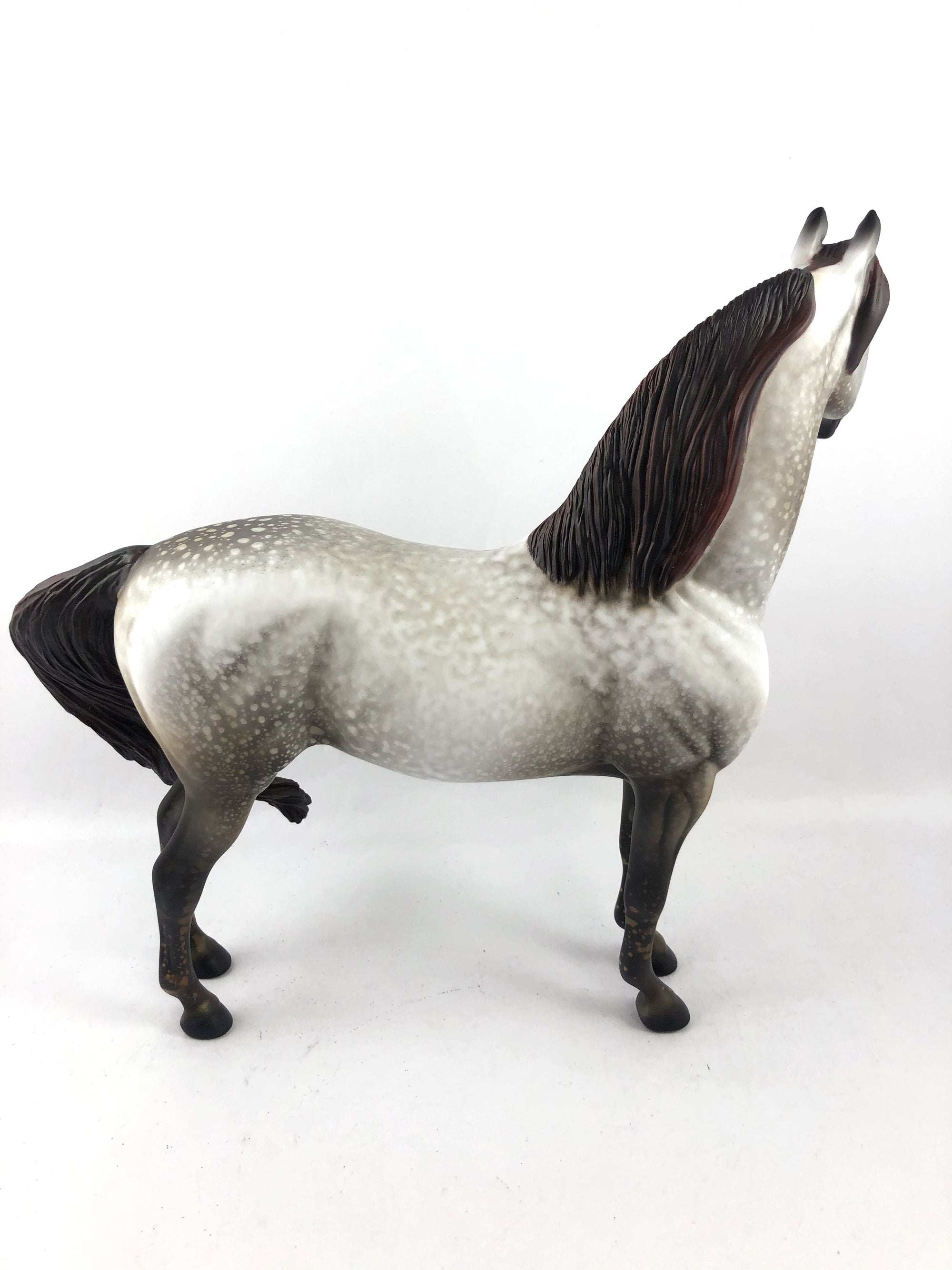 JANUS-OOAK MULBERY DAPPLE GREY CUSTOM MORGAN MODEL HORSE 1/13/20