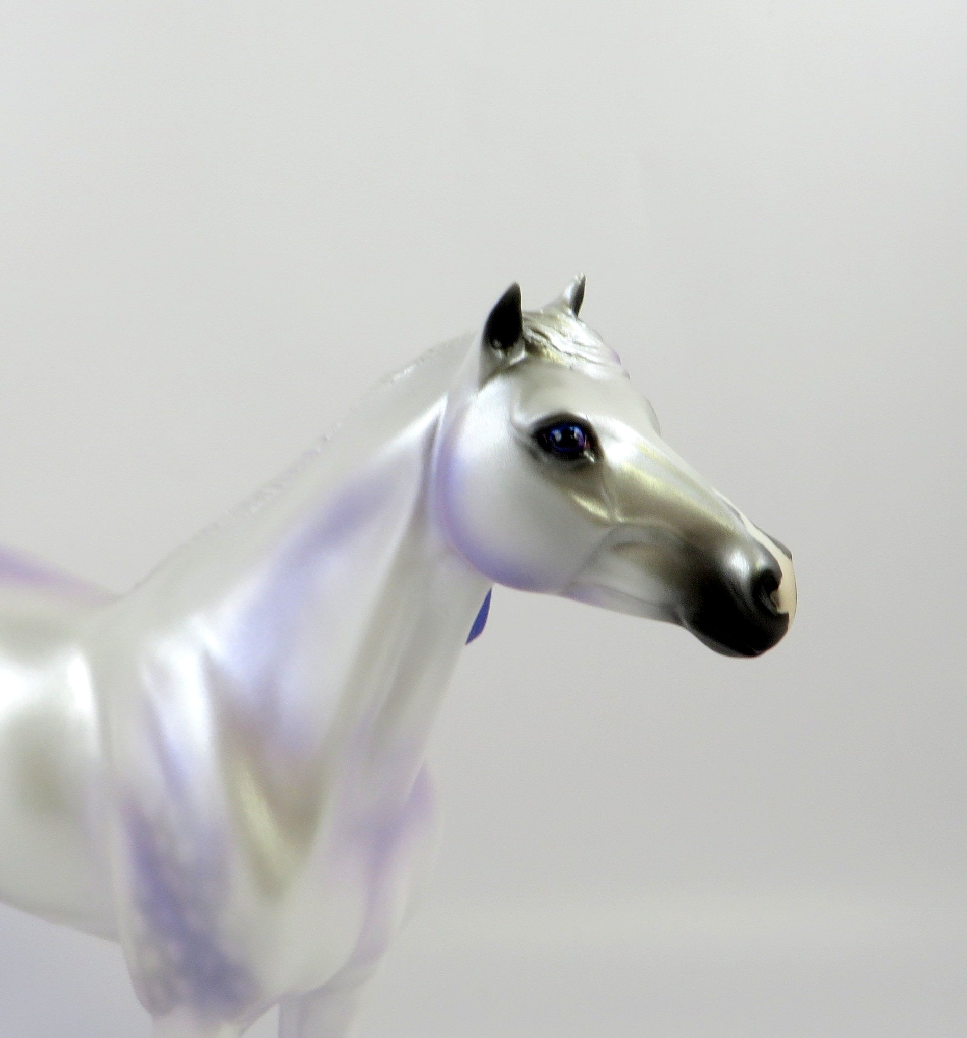 MERLIN-LE-10 DAPPLE WHITE CM SPANISH MUSTANG EQ 2019