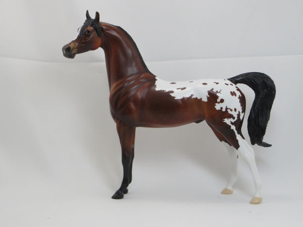 ULYSSES S GRANT - Dapple Bay Appaloosa Arabian LE 3 2/15