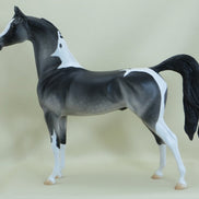 BLAKE - OOAK Dapple Gray Pinto Arabian 3/15