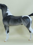BLAKE - OOAK Dapple Gray Pinto Arabian 3/15