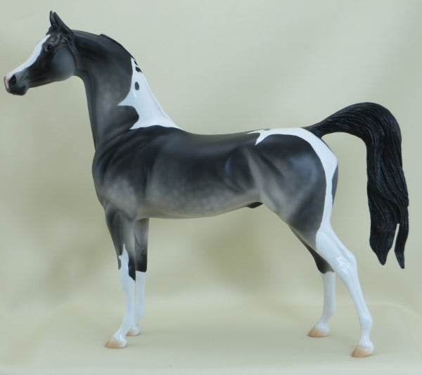 BLAKE - OOAK Dapple Gray Pinto Arabian 3/15