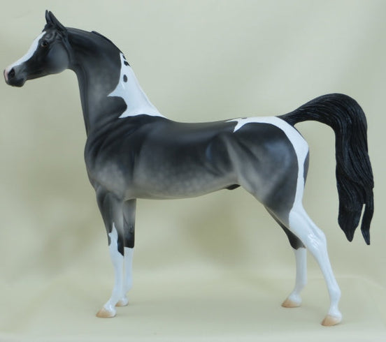 BLAKE - OOAK Dapple Gray Pinto Arabian 3/15