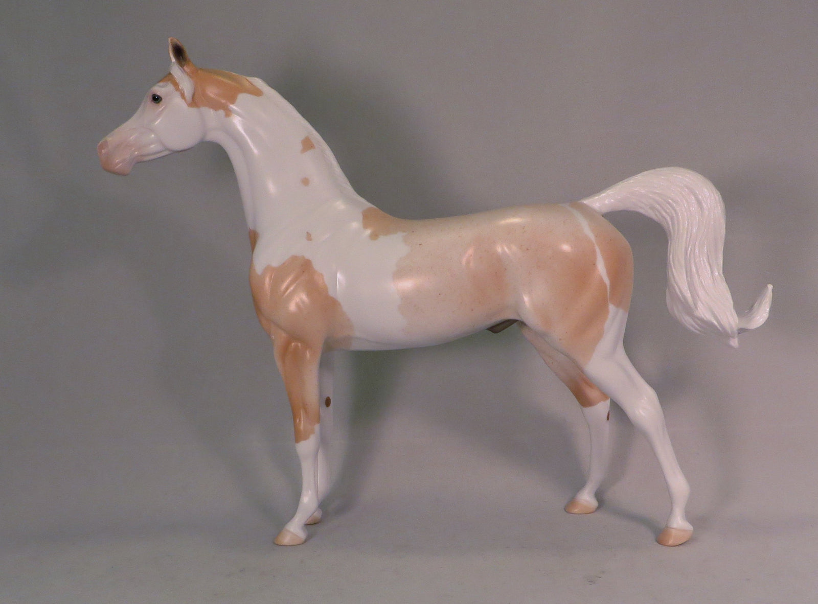 TWO FEATHERS - Roan Palomino Arabian