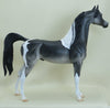 BLAKE - OOAK Dapple Gray Pinto Arabian 3/15