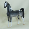 BLAKE - OOAK Dapple Gray Pinto Arabian 3/15