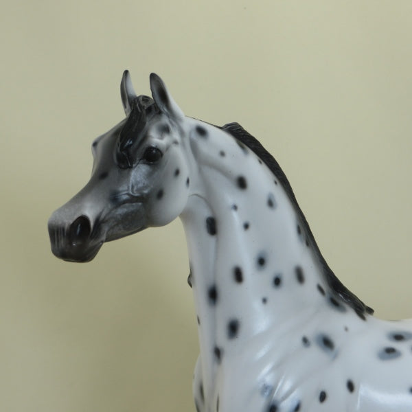 SEQUENCE - OOAK Leopard Appaloosa Arabian Mare  4/15