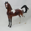 OMGOSH - OOAK Dapple Bay Pinto Marwari Arabian 2/15