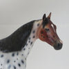 CAKE - OOAK Bay Roan Appaloosa Stock Horse 2/15