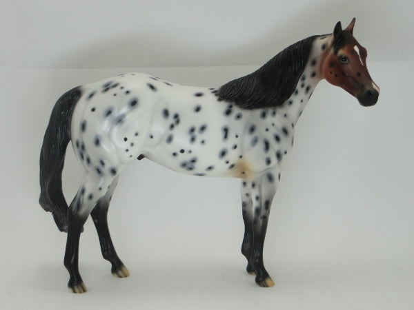 CAKE - OOAK Bay Roan Appaloosa Stock Horse 2/15