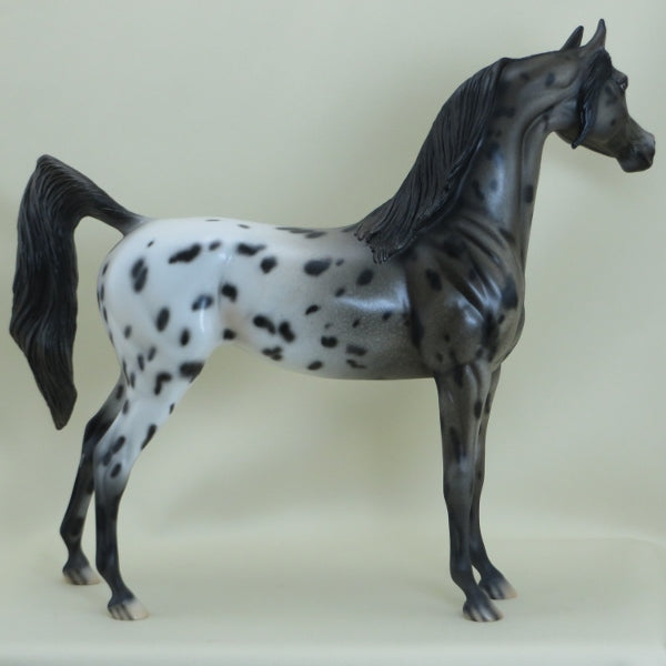 SHEA - OOAK Appaloosa Arabian Mare 3/15