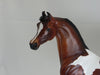 OMGOSH - OOAK Dapple Bay Pinto Marwari Arabian 2/15