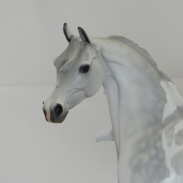 ROOSEVELT - OOAK Light Dapple Gray Pinto Arabian 2/15