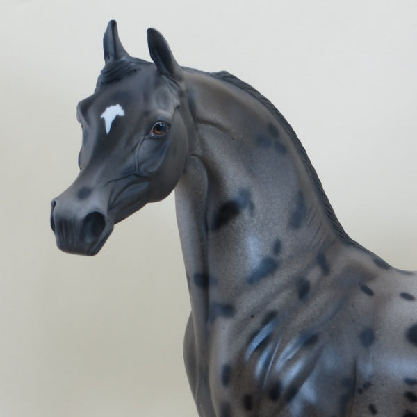 SHEA - OOAK Appaloosa Arabian Mare 3/15