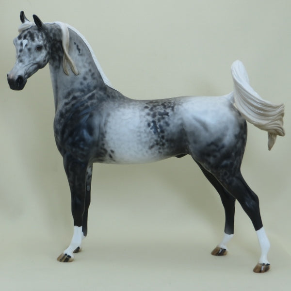 ALGONA - OOAK Appaloosa Arabian 4/15