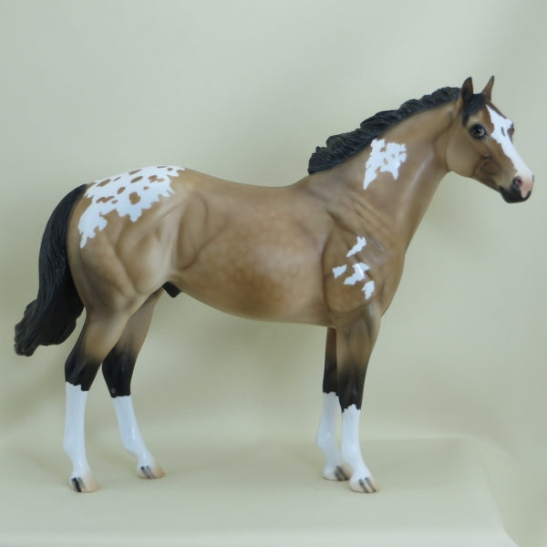 MACALEESE - OOAK Buckskin Appaloosa Stock Horse 3/15