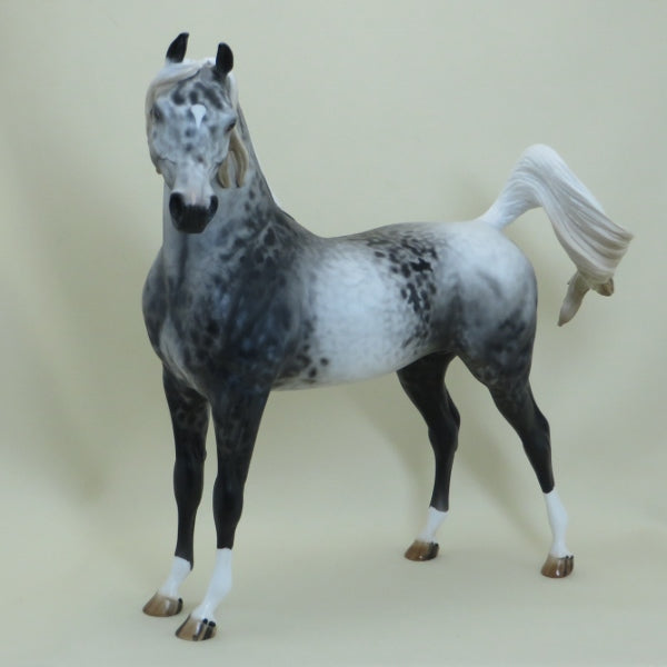 ALGONA - OOAK Appaloosa Arabian 4/15