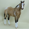 MACALEESE - OOAK Buckskin Appaloosa Stock Horse 3/15