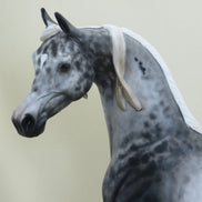 ALGONA - OOAK Appaloosa Arabian 4/15