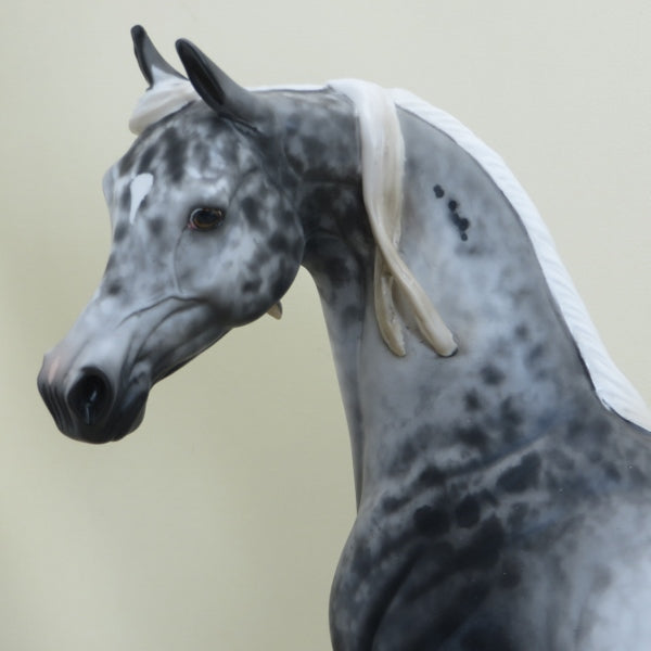 ALGONA - OOAK Appaloosa Arabian 4/15