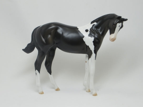 YING- OOAK Black Paint Weanling 2/15