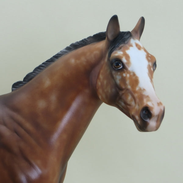 BUDS - OOAK Bay Appaloosa with Ratty Mane 3/15