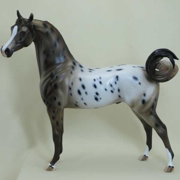 VANTAGE - OOAK Brown Appaloosa Arabian 4/15