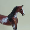 FOSSTON - OOAK Bay Sabino Pinto Saddlebred Pebbles 4/15