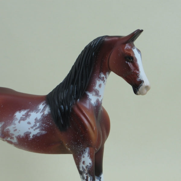 FOSSTON - OOAK Bay Sabino Pinto Saddlebred Pebbles 4/15