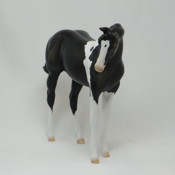 YING- OOAK Black Paint Weanling 2/15