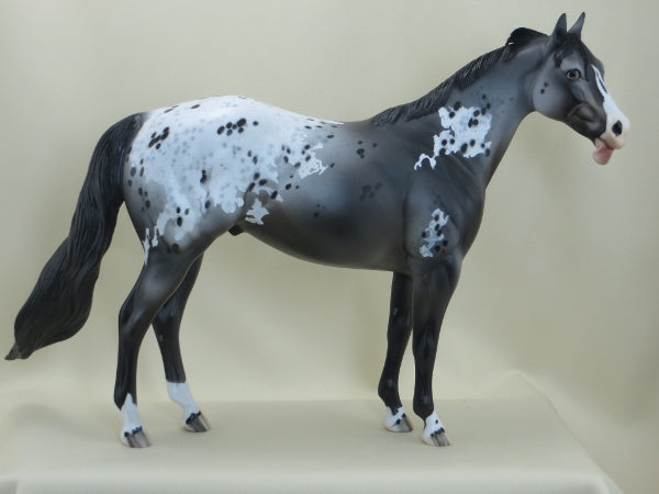 MR. CRUMP DON'T LIKE IT - OOAK Appaloosa Stock Horse - 3/15