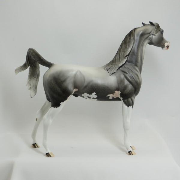 KINGSBURY - OOAK Dapple Gray Pinto Pinned Ear Arabian 41/5