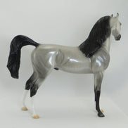 BIRMAN - OOAK Dapple Gray Arabian 5/15