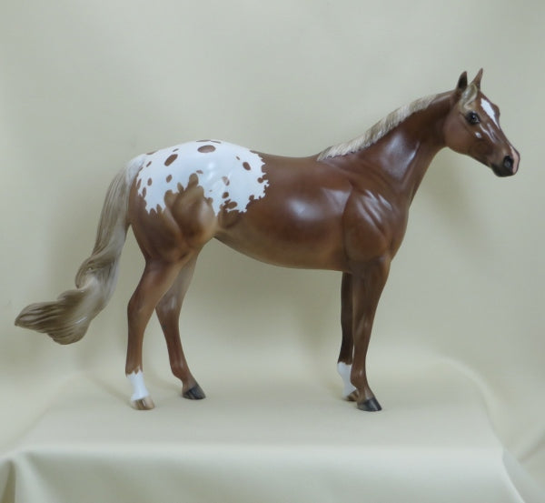 LONG BEACH - OOAK Sorrel Appaloosa Mare Stock Horse 4/15