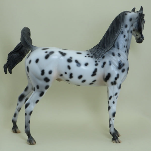 DULUTH - OOAK Leopard Appaloosa Arabian 4/15