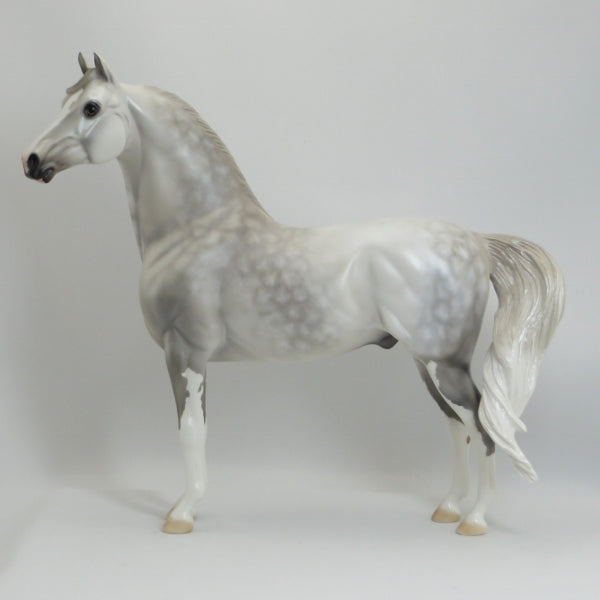 STARFIRE - OOAK Star Dapple Gray Morgan 5/15