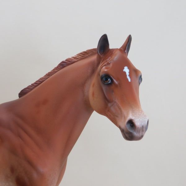 DUPE DUDE - OOAK Chestnut Appaloosa Stock Horse 3/15