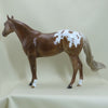 LONG BEACH - OOAK Sorrel Appaloosa Mare Stock Horse 4/15