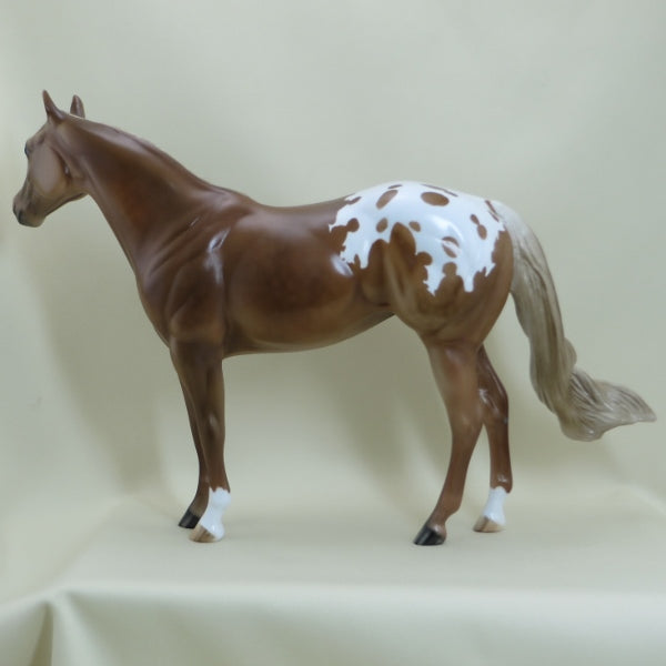 LONG BEACH - OOAK Sorrel Appaloosa Mare Stock Horse 4/15